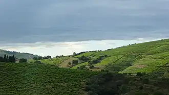 Image illustrative de l’article Banyuls (AOC)