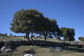 Ensemble de chênes verts sur fond de ciel bleu.