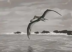 Anhanguera