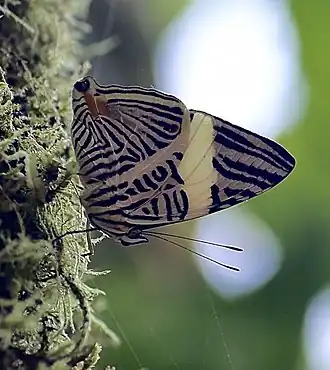 Colobura annulata