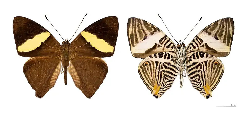 Colobura dirce dirce – coll. MHNT