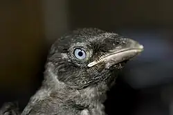 Juvénile.