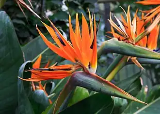 Strelitzia reginae