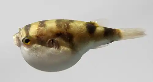 Colomesus psittacus