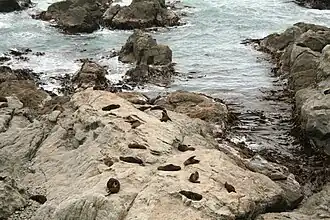 Une colonie de morses au niveau de la péninsule de Kaikoura