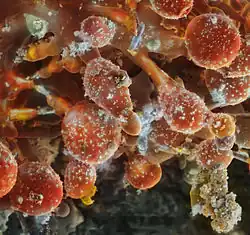 Micrographie électronique d'un sublimé volcanique provenant du Moutnovski.