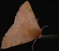 Colotois pennaria  (Linnaeus, 1761)