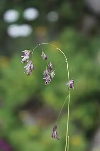 Description de l'image Colpodium ponticum 49571482.jpg.