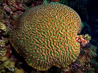 Colpophyllia natans.