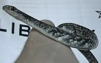 C. c. anthicus