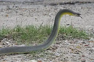 C. c. flaviventrisCouleuvre agile à ventre jaune de l'Est