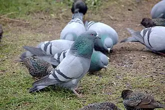 Pigeon biset aux îles Shetland.