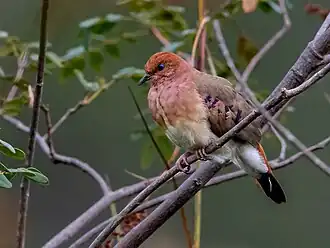 Description de l'image Columbina cyanopis Blue-eyed Ground Dove; Rolinha do Planalto Natural Reserve, Botumirim, Minas Gerais, Brazil 02.jpg.
