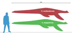 Comparaison d'espèces de Colymbosaurus