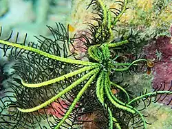 Comanthus gisleni