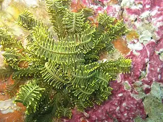 Comatella sp.