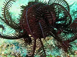 Comatella nigra