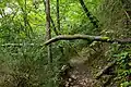 Chemin forestier