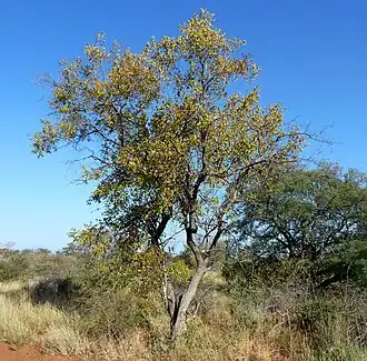Description de l'image Combretum apiculatum, habitus, Steenbokpan, a.jpg.