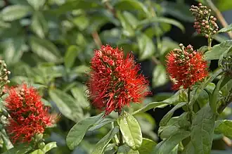 Combretum constrictum.
