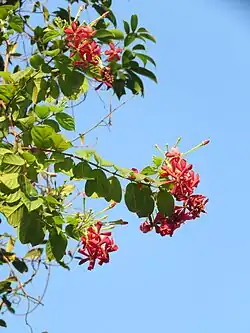 Combretum indicum.