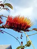 Inflorescence de Combretum rotundifolium.