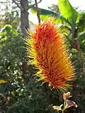 Inflorescence de Combretum rotundifolium (vue de dessus).