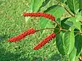 Boutons floraux de Combretum rotundifolium.