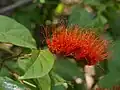 Inflorescence de Combretum rotundifolium.