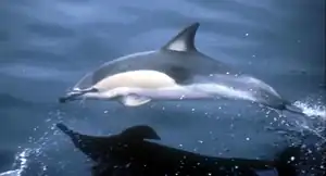 Un dauphin commun (Delphinus delphis)