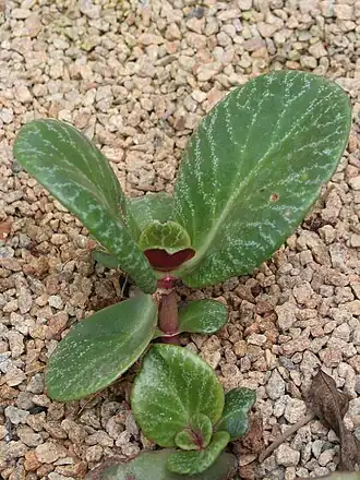 Description de l'image Commelina rupicola01.jpg.