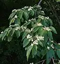 Feuilles et fleurs de Commersonia bartramia