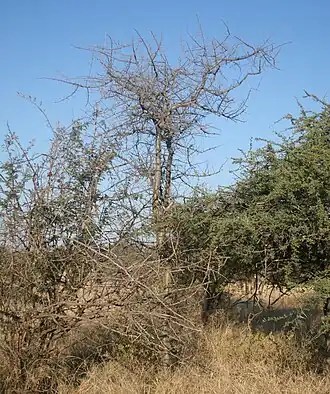 Description de l'image Commiphora glandulosa, habitus, naby Marnitz, a.jpg.