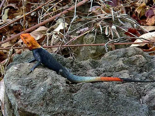 Agama agama mâle.