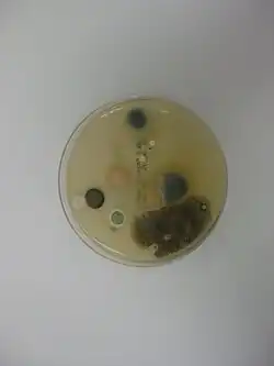 Bioaérosol