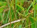 Dendrelaphis pictus