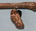 Chrysalide