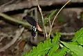 Atrophaneura coon doubledayi (Papilionidae)