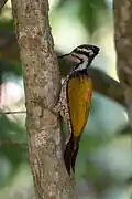 Femelle, parc national de Kaeng Krachan, Thaïlande