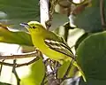 ♀