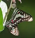 Accouplement