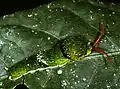 Chenille, parc national de Khao Yai, Thaïlande