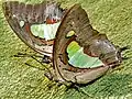 Polyura athamas (Nymphalidae)