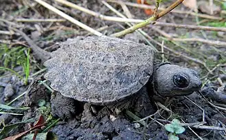 Tortue serpentine juvénile.
