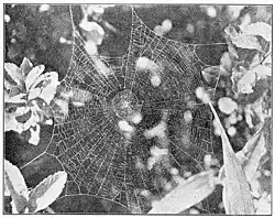toile