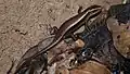 Scinque doré Eutropis multifasciata