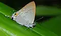 Hypolycaena erylus teatus (Lycaenidae)