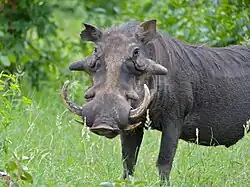 Phacochère.