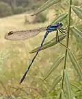Mâle