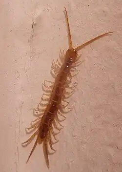 Lithobiomorpha